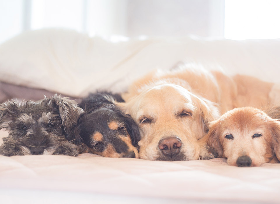 image of cute dogs sleeping